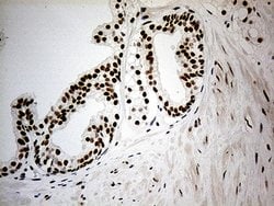 RFC3 Monoclonal Antibody (OTI3F6), TrueMAB , OriGene:Antibodies:Primary