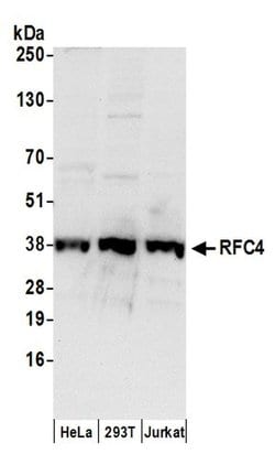 RFC4 Goat anti-Human, Polyclonal, Bethyl Laboratories 10 &mu;l; Unlabeled:Antibodies,