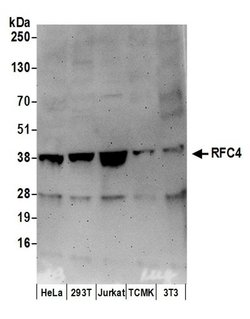 RFC4 Goat anti-Human, Mouse, Polyclonal, Bethyl Laboratories 10 &mu;l;
