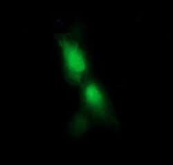 RFESD Monoclonal Antibody (OTI2A7), TrueMAB , OriGene:Antibodies:Primary