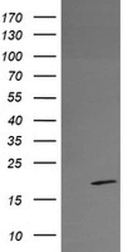 RFESD Monoclonal Antibody (OTI2A7), TrueMAB , OriGene:Antibodies:Primary