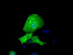 RFPL1 Monoclonal Antibody (OTI1D3), TrueMAB , OriGene 30 &mu;L; Unconjugated:Antibodies,