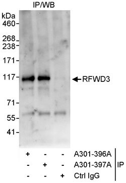 RFWD3 Rabbit anti-Human, Polyclonal, Bethyl Laboratories 10 &mu;L; Unconjugated:Antibodies,