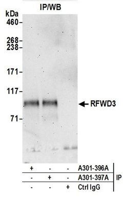 RFWD3 Rabbit anti-Human, Polyclonal, Bethyl Laboratories 100 &mu;l; Unlabeled:Antibodies,