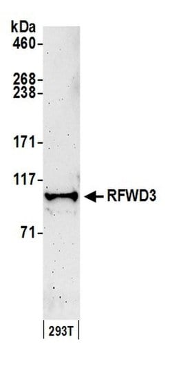 RFWD3 Rabbit anti-Human, Polyclonal, Bethyl Laboratories 100 &mu;l; Unlabeled:Antibodies,