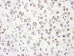 RFX1 Rabbit anti-Human, Mouse, Polyclonal, Bethyl Laboratories 100 &mu;L;