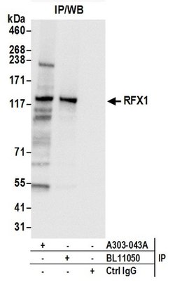 RFX1 Rabbit anti-Human, Mouse, Polyclonal, Bethyl Laboratories 100 &mu;L;