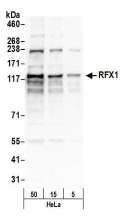 RFX1 Rabbit anti-Human, Mouse, Polyclonal, Bethyl Laboratories 100 &mu;L;