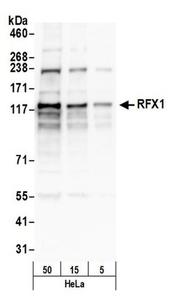 RFX1 Polyclonal Antibody, Bethyl Laboratories:Antibodies:Primary Antibodies