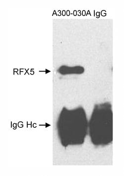 RFX5 Rabbit anti-Human, Polyclonal, Bethyl Laboratories 100 &mu;l; Unlabeled:Antibodies,