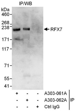 RFX7 Rabbit anti-Human, Polyclonal, Bethyl Laboratories 100 &mu;L; Unconjugated:Antibodies,