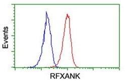 RFXANK Monoclonal Antibody (OTI3C10), TrueMAB , OriGene:Antibodies:Primary