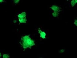 RFXANK Monoclonal Antibody (OTI3C10), TrueMAB , OriGene 100 &mu;L; Unconjugated:Antibodies,