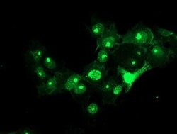 RFXANK Mouse anti-Human, Clone: OTI3B4, lyophilized, TrueMAB 100 &mu;g;