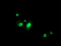 RFXANK Monoclonal Antibody (OTI2F12), TrueMAB , OriGene 30 &mu;L; Unconjugated:Antibodies,