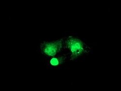 RFXANK Mouse anti-Human, Clone: OTI2B6, liquid, TrueMAB 100 &mu;L; Unconjugated:Antibodies,