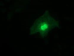 RFXANK Monoclonal Antibody (OTI2C6), TrueMAB , OriGene 100 &mu;L; Unconjugated:Antibodies,