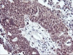 RFXANK Monoclonal Antibody (OTI2F12), TrueMAB , OriGene 30 &mu;L; Unconjugated:Antibodies,