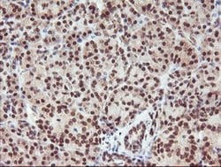 RFXANK Monoclonal Antibody (OTI2F12), TrueMAB , OriGene 30 &mu;L; Unconjugated:Antibodies,