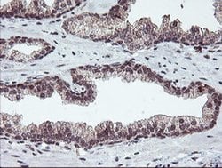 RFXANK Monoclonal Antibody (OTI2F12), TrueMAB , OriGene 30 &mu;L; Unconjugated:Antibodies,