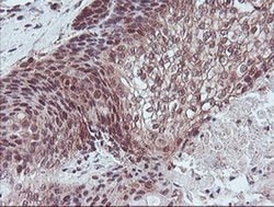 RFXANK Monoclonal Antibody (OTI2F12), TrueMAB , OriGene 30 &mu;L; Unconjugated:Antibodies,