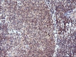 RFXANK Monoclonal Antibody (OTI2F12), TrueMAB , OriGene 30 &mu;L; Unconjugated:Antibodies,