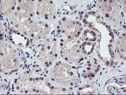 RFXANK Monoclonal Antibody (OTI2F12), TrueMAB , OriGene 30 &mu;L; Unconjugated:Antibodies,