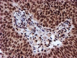 RFXANK Mouse anti-Human, Clone: OTI2B6, liquid, TrueMAB 100 &mu;L; Unconjugated:Antibodies,