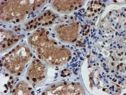 RFXANK Mouse anti-Human, Clone: OTI2B6, liquid, TrueMAB 100 &mu;L; Unconjugated:Antibodies,