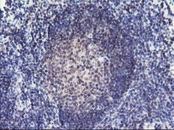 RFXANK Monoclonal Antibody (OTI2G7), TrueMAB , OriGene 30 &mu;L; Unconjugated:Antibodies,