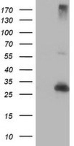 RFXANK Mouse anti-Human, Clone: OTI3F5, lyophilized, TrueMAB 100 &mu;g;