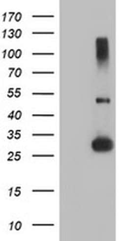 RFXANK Monoclonal Antibody (OTI2F12), TrueMAB , OriGene 30 &mu;L; Unconjugated:Antibodies,