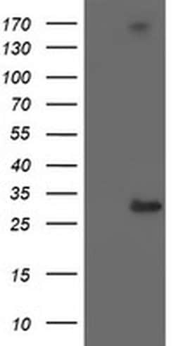 RFXANK Mouse anti-Human, Clone: OTI2B6, liquid, TrueMAB 100 &mu;L; Unconjugated:Antibodies,