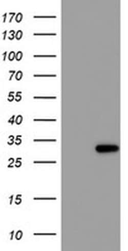 RFXANK Monoclonal Antibody (OTI2G7), TrueMAB , OriGene 30 &mu;L; Unconjugated:Antibodies,