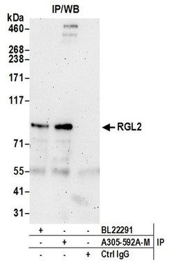 RGL2 Polyclonal Antibody, Bethyl Laboratories:Antibodies:Primary Antibodies