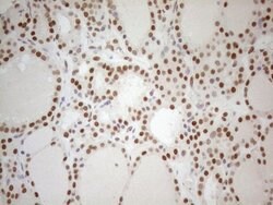 RGL2 Mouse anti-Human, Clone: OTI10F2, lyophilized, TrueMAB 100 &mu;g;