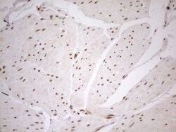 RGL2 Mouse anti-Human, Clone: OTI10F2, lyophilized, TrueMAB 100 &mu;g;