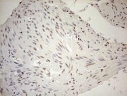 RGL2 Mouse anti-Human, Clone: OTI10F2, lyophilized, TrueMAB 100 &mu;g;