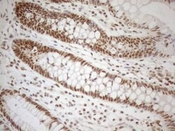 RGL2 Mouse anti-Human, Clone: OTI10F2, lyophilized, TrueMAB 100 &mu;g;