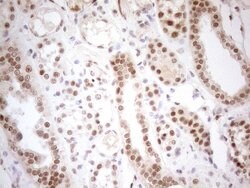 RGL2 Mouse anti-Human, Clone: OTI10F2, lyophilized, TrueMAB 100 &mu;g;