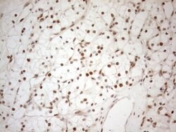 RGL2 Mouse anti-Human, Clone: OTI10F2, lyophilized, TrueMAB 100 &mu;g;