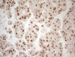 RGL2 Mouse anti-Human, Clone: OTI10F2, lyophilized, TrueMAB 100 &mu;g;