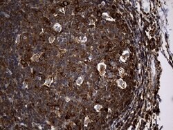 RGS10 Monoclonal Antibody (OTI1B10), TrueMAB , OriGene 100 &mu;L; Unconjugated:Antibodies,