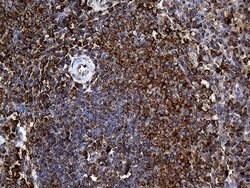 RGS10 Monoclonal Antibody (OTI1B10), TrueMAB , OriGene 100 &mu;L; Unconjugated:Antibodies,