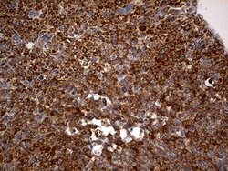 RGS10 Monoclonal Antibody (OTI1B10), TrueMAB , OriGene 100 &mu;L; Unconjugated:Antibodies,