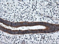 RGS16 Monoclonal Antibody (OTI1F3), TrueMAB , OriGene 100 &mu;L; Unconjugated:Antibodies,