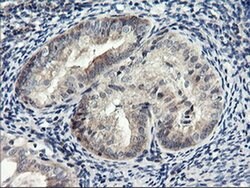 RGS16 Monoclonal Antibody (OTI1F3), TrueMAB , OriGene 100 &mu;L; Unconjugated:Antibodies,