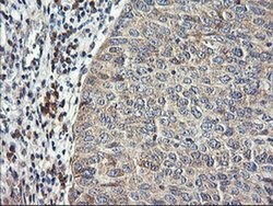 RGS16 Monoclonal Antibody (OTI1F3), TrueMAB , OriGene 100 &mu;L; Unconjugated:Antibodies,