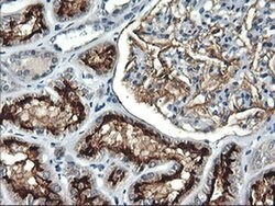 RGS16 Monoclonal Antibody (OTI1F3), TrueMAB , OriGene 100 &mu;L; Unconjugated:Antibodies,