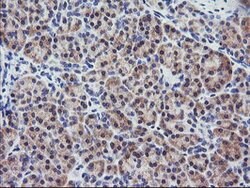 RGS16 Mouse anti-Human, Mouse, Clone: OTI4E5, lyophilized, TrueMAB 100